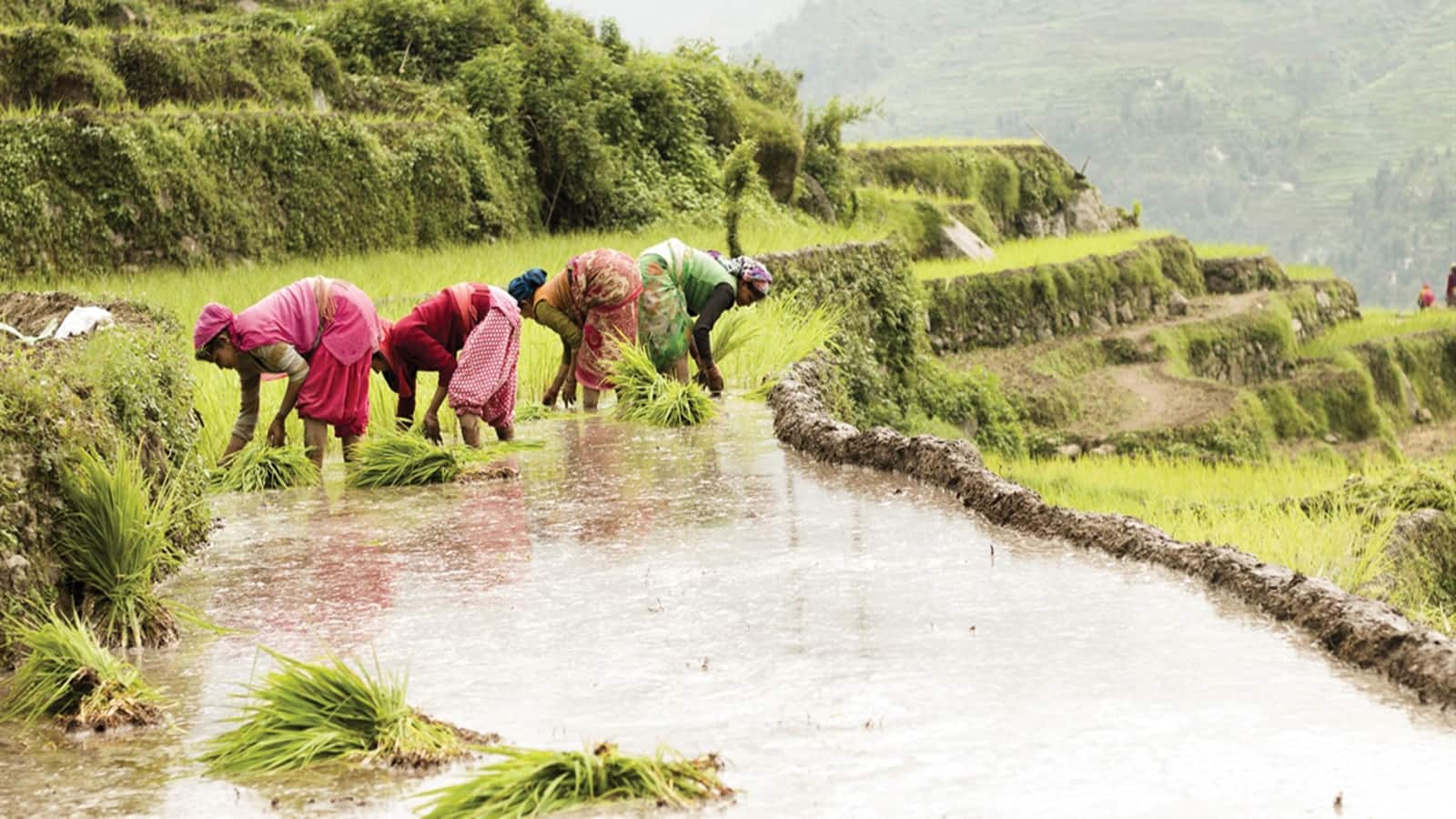 Mahamaya Lifesciences IPO Listing: लिस्ट होते ही अपर सर्किट, सुस्त एंट्री के बाद रॉकेट बने ₹114 के शेयर