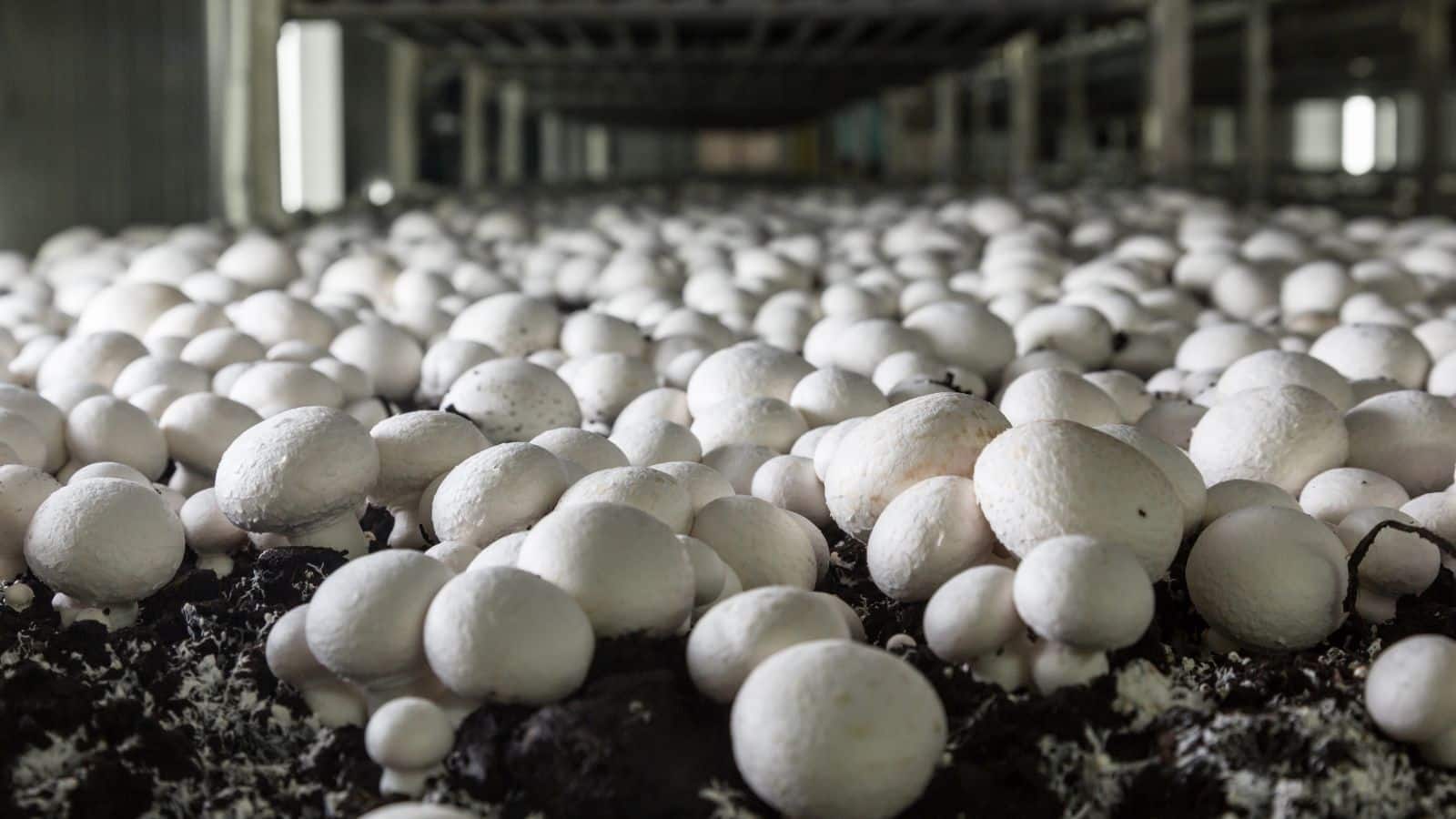 Mushroom Farming: कम जगह, कम खर्च, ज्यादा मुनाफा, मशरूम खेती से छोटे किसान होंगे मालामाल