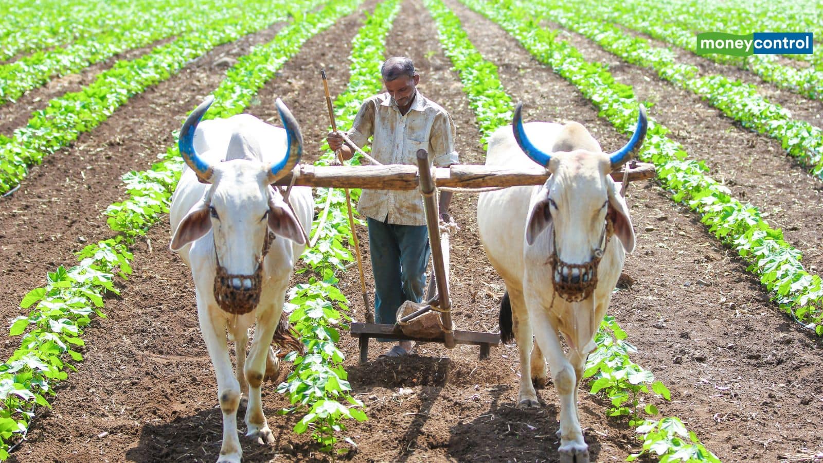 PM kisan: क्या अगले हफ्ते आएगी पीएम किसान की 21वीं किश्त, इन राज्यों के किसानों को पहले ही मिल चुका है पैसा