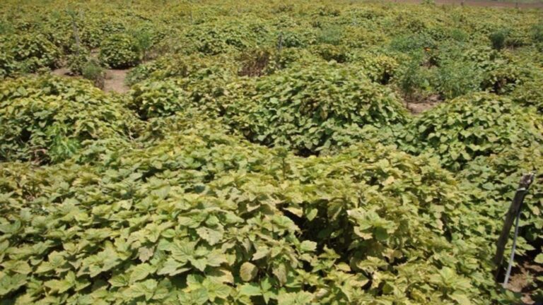 सिर्फ एक एकड़ में सालाना लाखों की कमाई! यह पौधा बना देगा आपको अमीर!