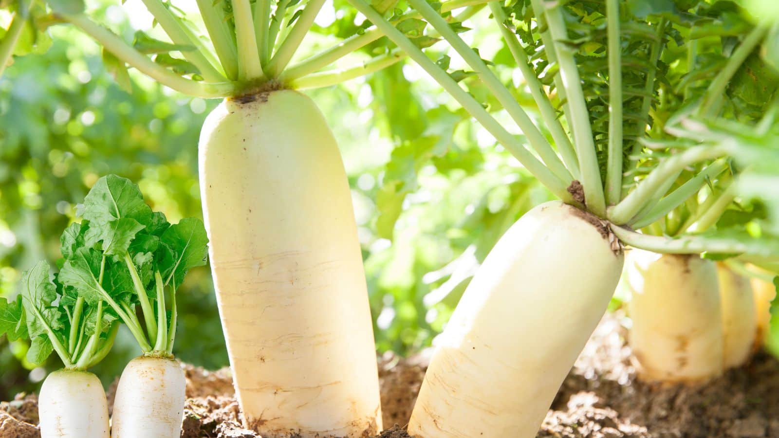 Radish Farming Tips: सर्दियों में मूली उगाएं, कम समय में ज्यादा मुनाफा पाएं