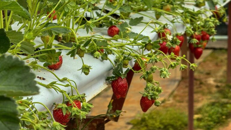 Strawberry Cultivation: छोटे खेत में बड़ा मुनाफा! जानिए कौन सी फसल दे रही किसानों को लाखों की कमाई