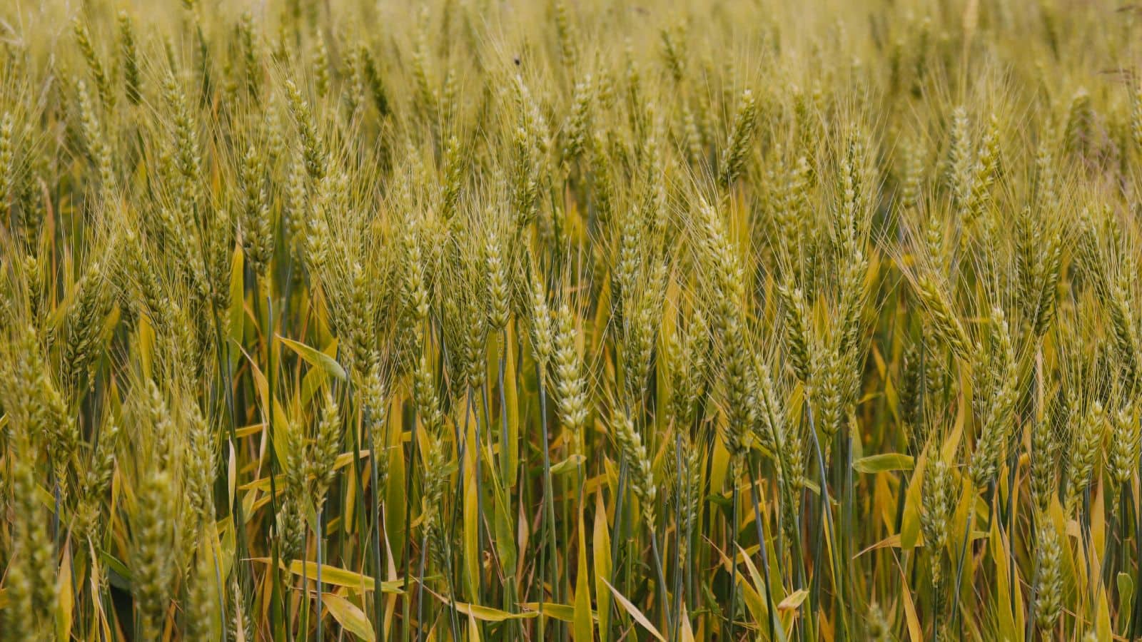 Wheat Farming Tips: गेहूं की फसल को फंगस से बचाने की लिए अपनाएं ये उपाय, ये 2.5 ग्राम दवा है काफी कारगर!