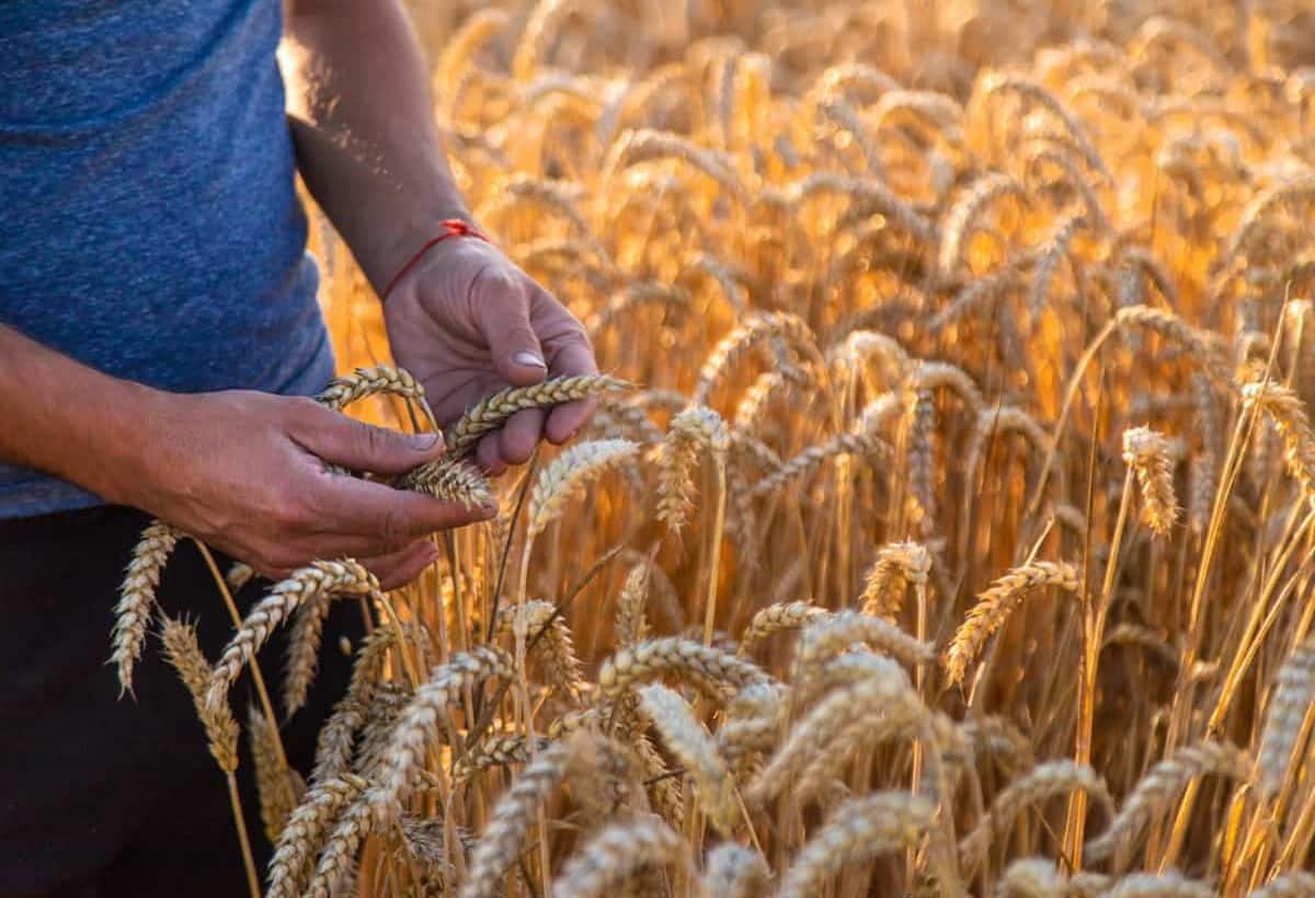 Wheat News: गेहूं की बंपर पैदावार क्या बढ़ाएगी परेशानी, एक्सपर्ट से जानें क्या कीमतों में आएगा उछाल या दिखेगी नरमी
