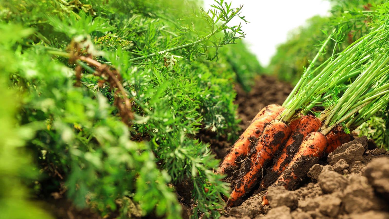 Farming Tips: सर्दियों में ये 5 फसलें देंगी शानदार मुनाफा, किसान बन सकते हैं मालामाल