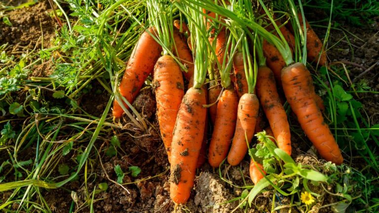 Carrot Farming: कम समय में पैदावार दोगुनी! गाजर की प्रॉफिट मशीन किस्म से बनाएं लाखों