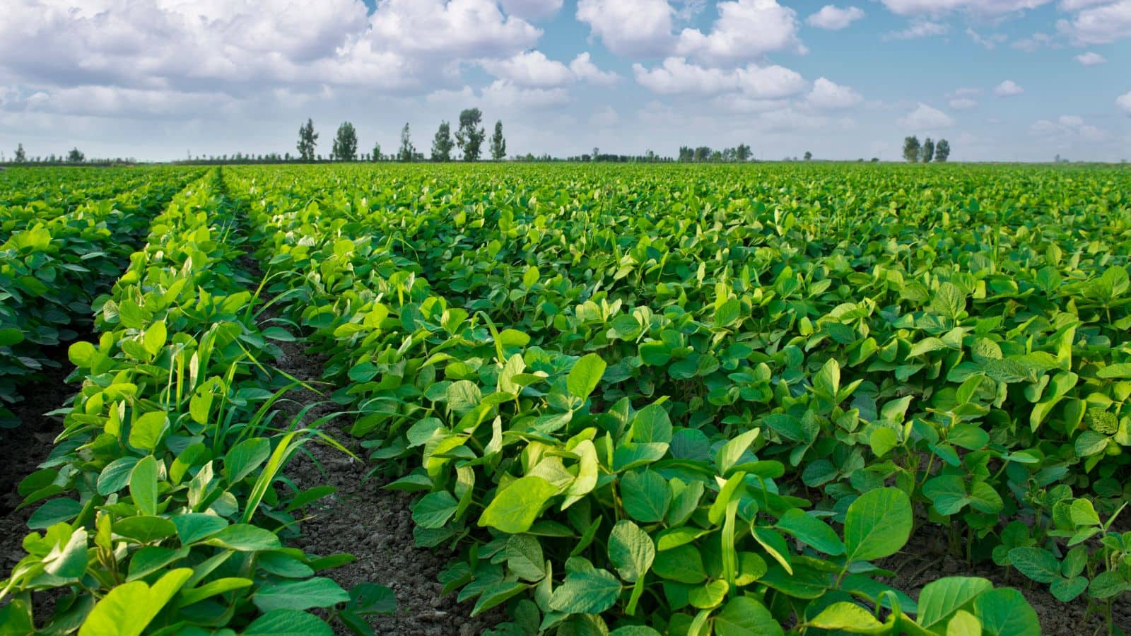 Agriculture Tips: सर्दियों में सब्जी उगाना है आसान, इन 5 गलतियों से बचें, नहीं तो फसल होगी बर्बाद!