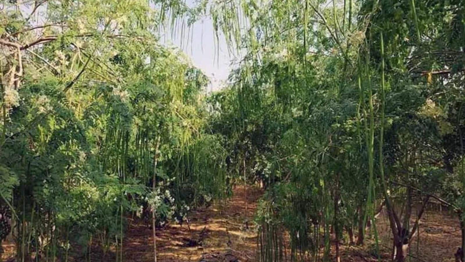 Agriculture Tips: खेत की मेढ़ पर मोरिंगा लगाएं, हर सीजन में भारी मुनाफा पाएं!