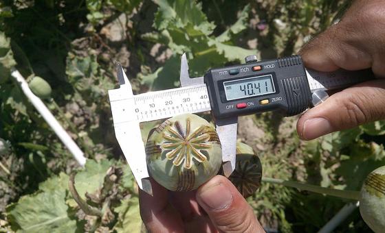 अफ़ग़ानिस्तान: अफ़ीम पोस्त की खेती में तेज़ गिरावट, मगर सिंथेटिक ड्रग्स की नई चुनौती