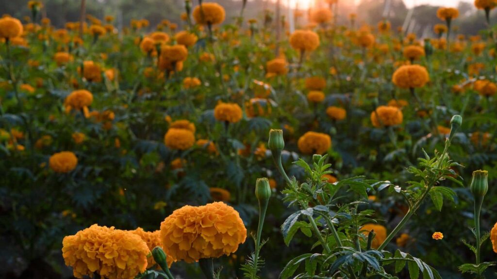 Farming Tips: कीटों से परेशान हैं आप? जानिए कैसे गेंदा के फूल बचाएंगे आपकी पूरी फसल!