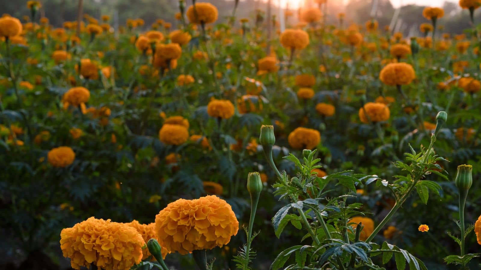 Farming Tips: कीटों से परेशान हैं आप? जानिए कैसे गेंदा के फूल बचाएंगे आपकी पूरी फसल!