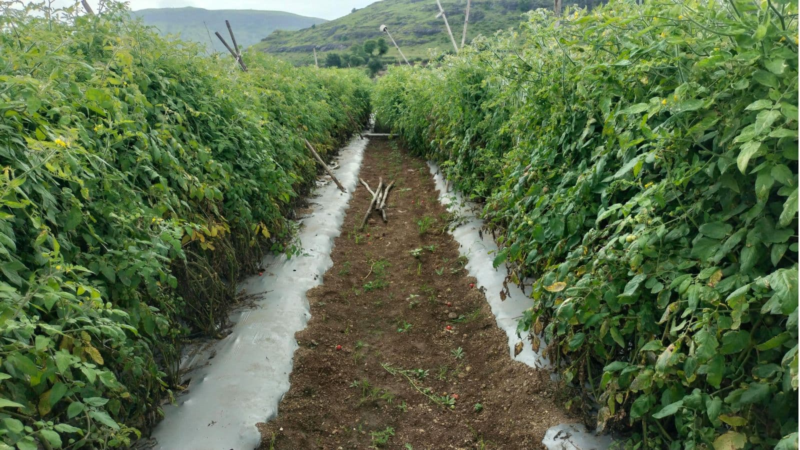 Agriculture Tips: ये फसल बदल देगी आपकी किस्मत, कम समय में मिलेगा भारी मुनाफा