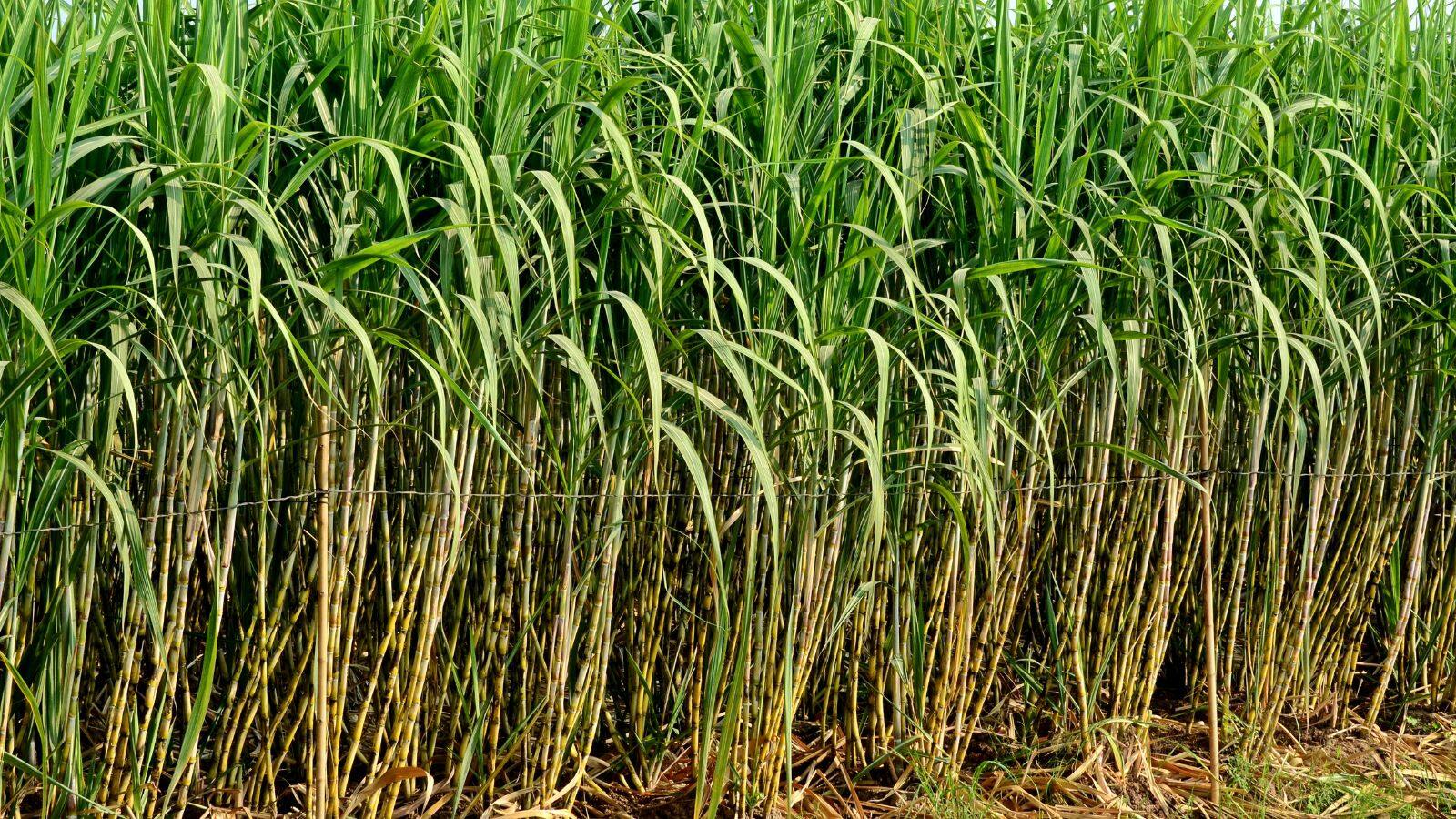Sugarcane Farming Tips: अगर बोया ये गन्ना, तो हो जाएगी पैदावार लाजवाब! जानें विशेषज्ञ की राय