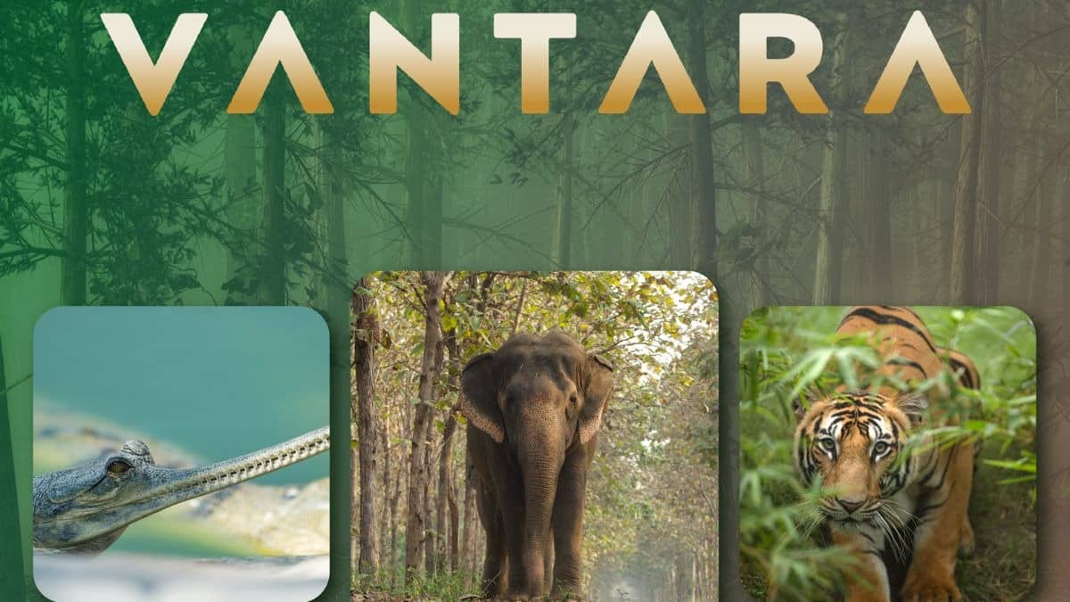 UN से जुड़ी संस्था CITES ने वनतारा को घोषित किया वाइल्ड लाइफ संरक्षण का बेहतरीन कंजर्वेशन मॉडल, मिली वैश्विक मान्यता