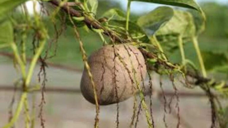 हवा में उगता ये आलू, स्वास्थ्य के लिए वरदान, बाजार में मिल रही दोगुनी कीमत