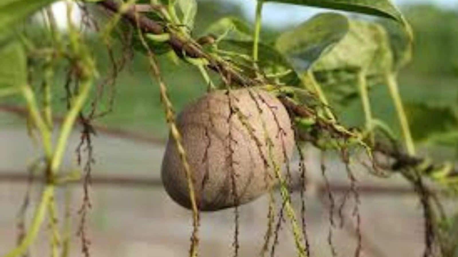 हवा में उगता ये आलू, स्वास्थ्य के लिए वरदान, बाजार में मिल रही दोगुनी कीमत