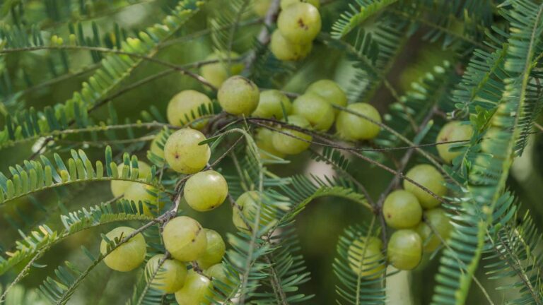 Agriculture tips: आंवले की बंपर पैदावार, भरतपुर के किसानों की आमदनी हुई दोगुनी, जानें कैसे