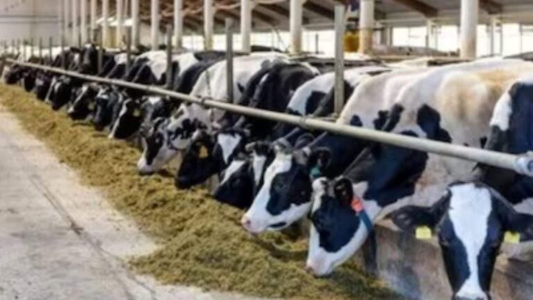 Animal Care Tips: सर्दियों में गाय-भैंस को खिलाएं ये चीजें, बाल्टी भर-भरकर देंगे दूध, बीमारियां भी रहेंगी कोसो दूर