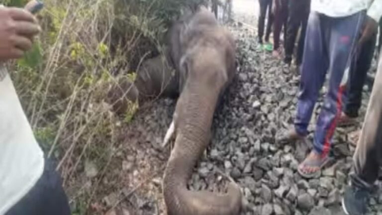 Assam Train Accident: हाथियों की मौत का आंकड़ा हुआ 8, झारखंड ने 22–24 दिसंबर तक 8 ट्रेनें रद्द कीं