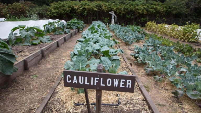 Cauliflower farming: ₹1 का पौधा बना सोने की खान, महिला किसान ने 3 महीने में कमाए 1.5 लाख रुपये