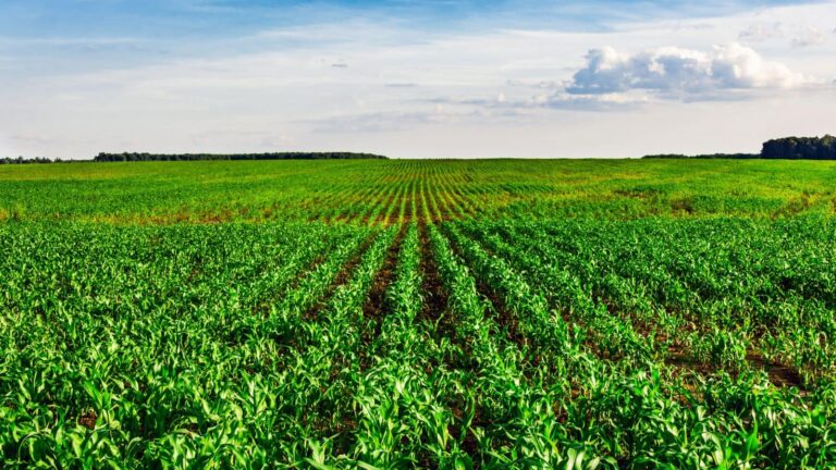 Agriculture Tips: 20 दिन की चूक और पैदावार खत्म! चना की इस बीमारी से रहें सावधान