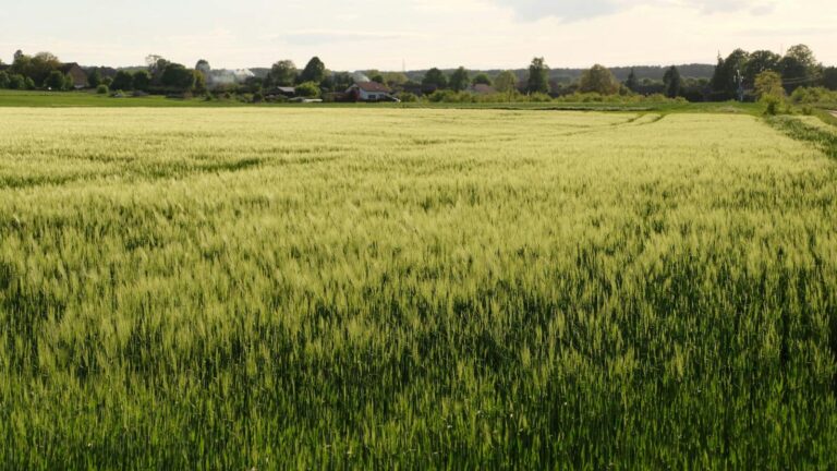 Wheat Cultivation Tips: सिंचाई के बाद भूलकर भी न छोड़ें ये स्टेप, वरना घट जाएगी गेहूं की पैदावार