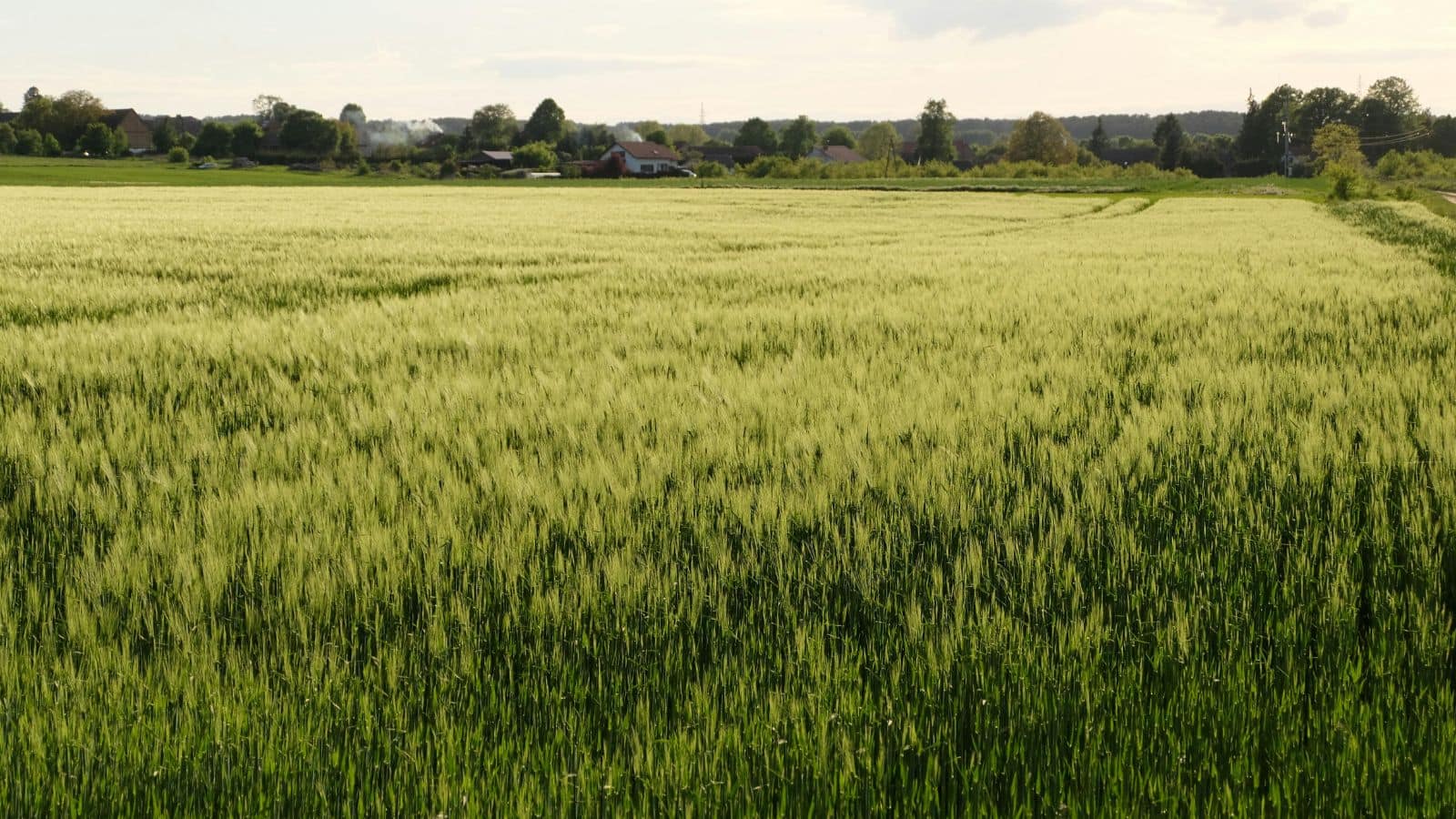Wheat Cultivation Tips: सिंचाई के बाद भूलकर भी न छोड़ें ये स्टेप, वरना घट जाएगी गेहूं की पैदावार