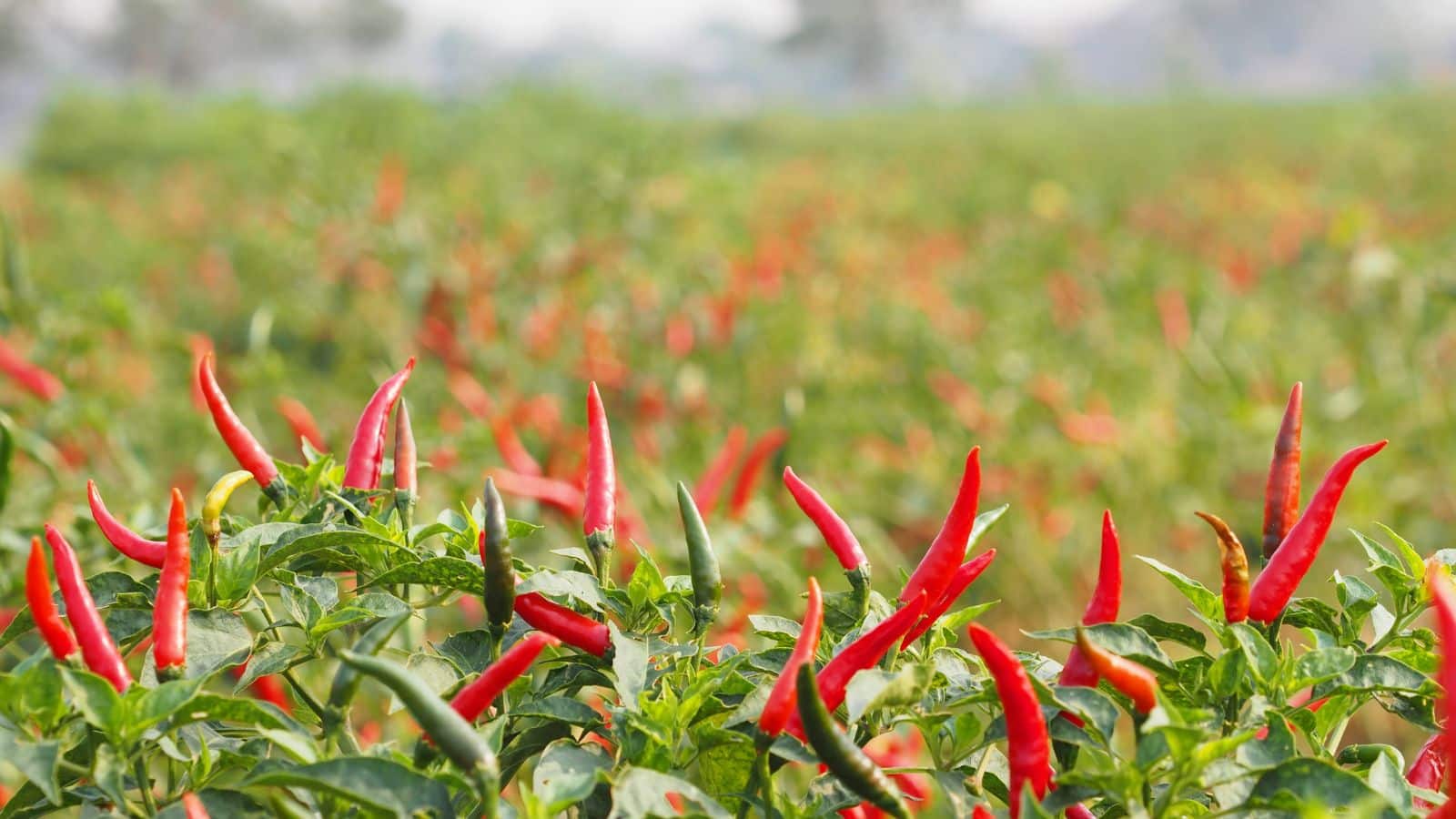 Chilli farming: आधा एकड़ में 2 लाख की कमाई! जानें मिर्च की खेती का आसान तरीका
