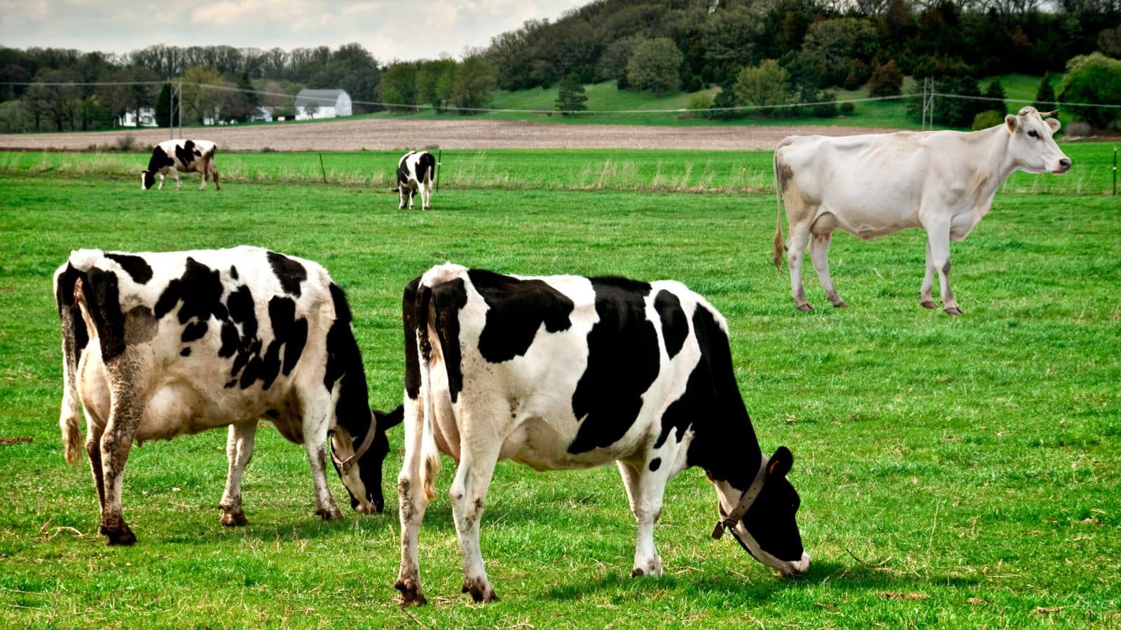 दुधारू जानवर खरीदते समय ये गलती न करें, वरना होगा नुकसान!