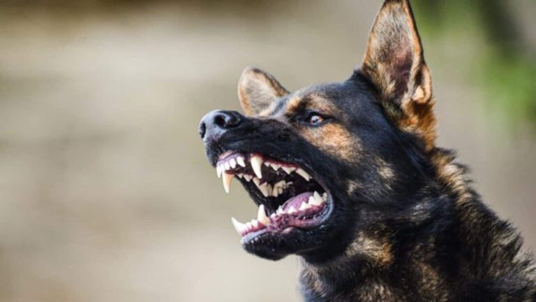 जिस भैंस को कुत्ते ने काटा, उसके दूध से बना रायता अंत्येष्टि में परोसा! रेबीज वैक्सीन के लिए 200 लोगों में मची अफरा-तफरी