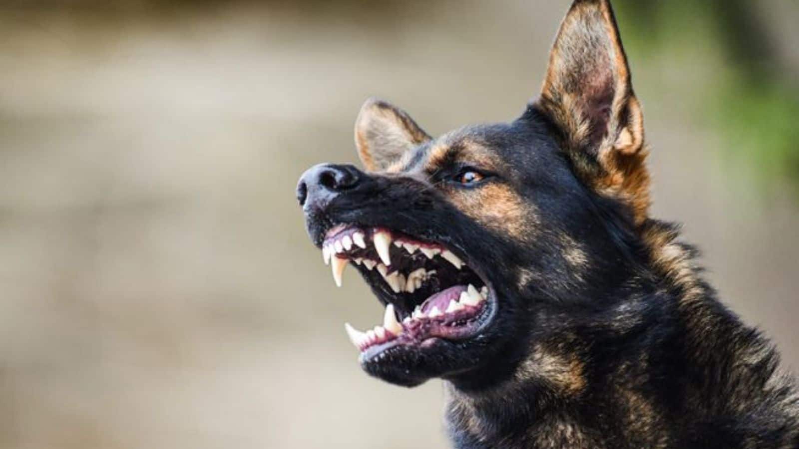 जिस भैंस को कुत्ते ने काटा, उसके दूध से बना रायता अंत्येष्टि में परोसा! रेबीज वैक्सीन के लिए 200 लोगों में मची अफरा-तफरी