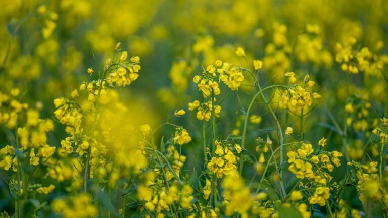 Farming tips: सरसों की खेती में लाएं चार चांद, डालें ये चीज और कमाएं मोटा मुनाफा
