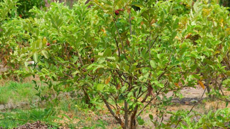 Guava Farming: छोटे खेत में बड़ा मुनाफा, 60 अमरूद के पौधों से किसान बना धन्ना सेठ