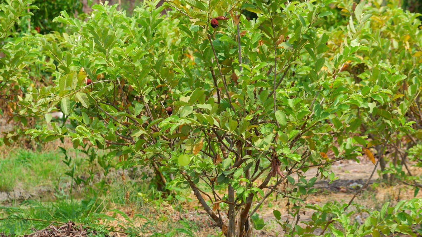 Guava Farming: छोटे खेत में बड़ा मुनाफा, 60 अमरूद के पौधों से किसान बना धन्ना सेठ