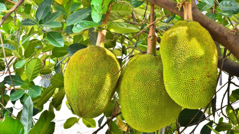 Jackfruit: बड़े-बड़े लोग भी नहीं जानते, कटहल सच में फल है या सब्जी?