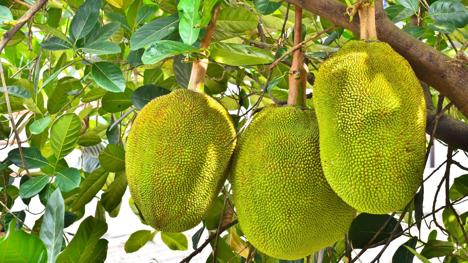 Jackfruit: बड़े-बड़े लोग भी नहीं जानते, कटहल सच में फल है या सब्जी?