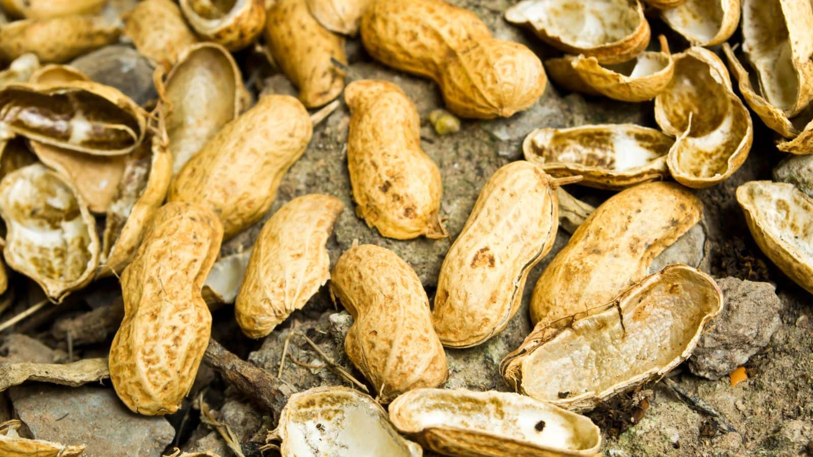 मूंगफली के छिलके करेंगे चमत्कार! फटी एड़ियां और होंठ तुरंत होंगे ठीक, जानें कैसे