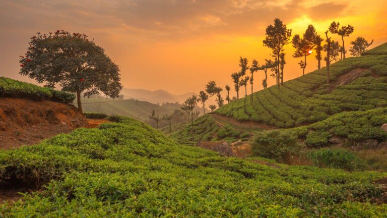 रात में तारें देखने के हैं शौकीन तो साउथ इंडिया की ये जगहें है खास, जानें इनके बारे में