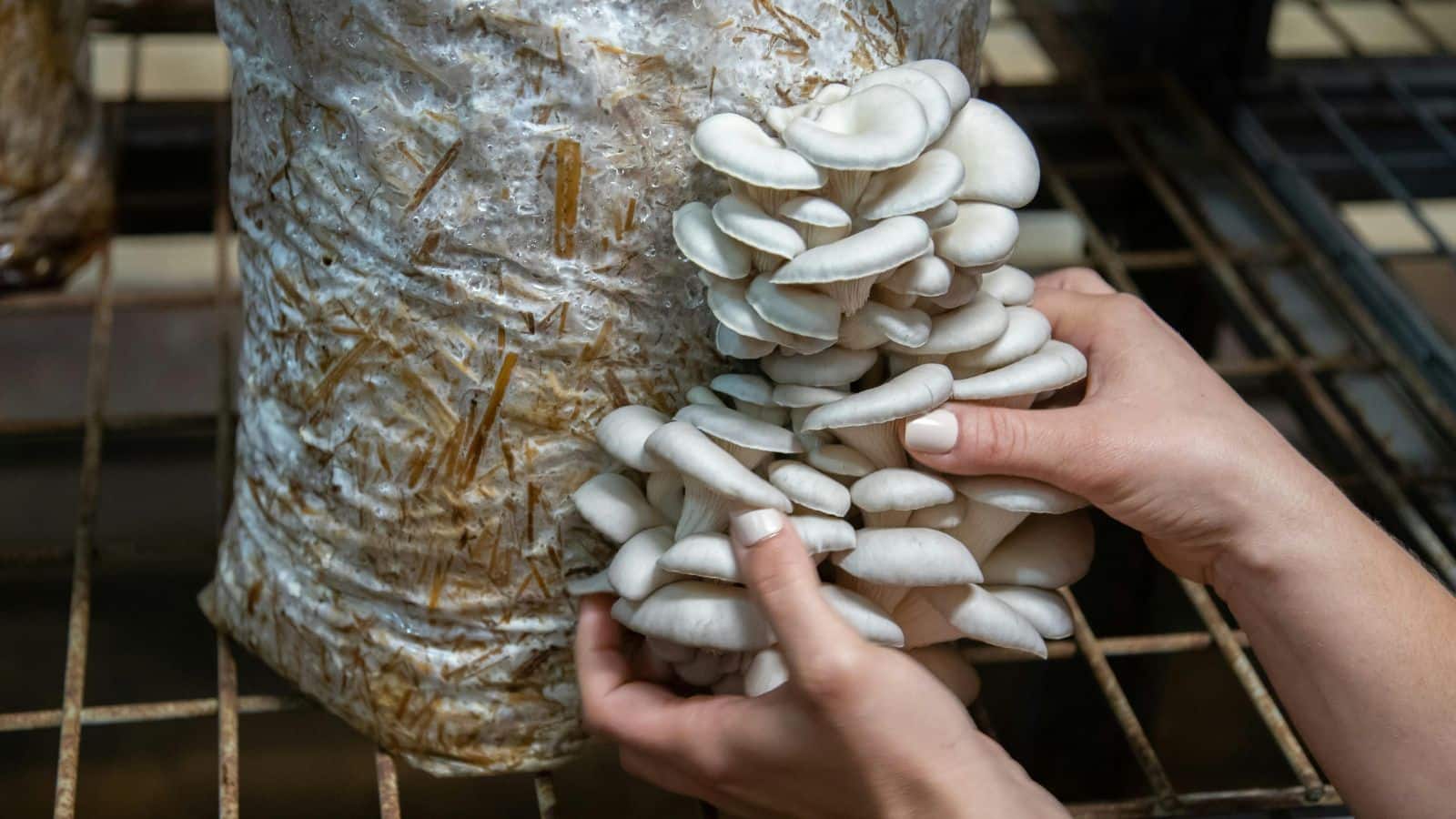 Mushroom Cultivation: कम जगह, कम लागत, ज्यादा मुनाफा, जानें मशरूम से पैसे कमाने का तरीका