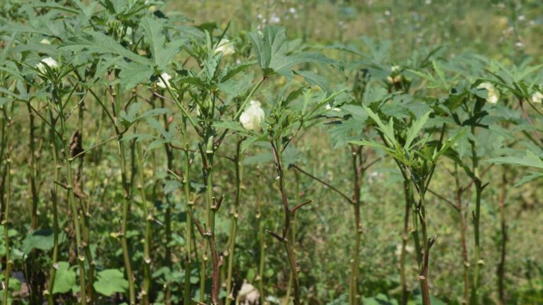 भिंडी की उन्नत किस्म से बढ़ाएं मुनाफा, जानें सब्सिडी और उत्पादन का पूरा प्लान