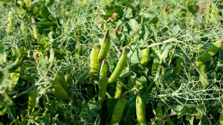 Green Peas Farming: खेत की जरूरत नहीं, घर पर गमले में उगाएं हरी मटर और पाएं झटपट फसल!