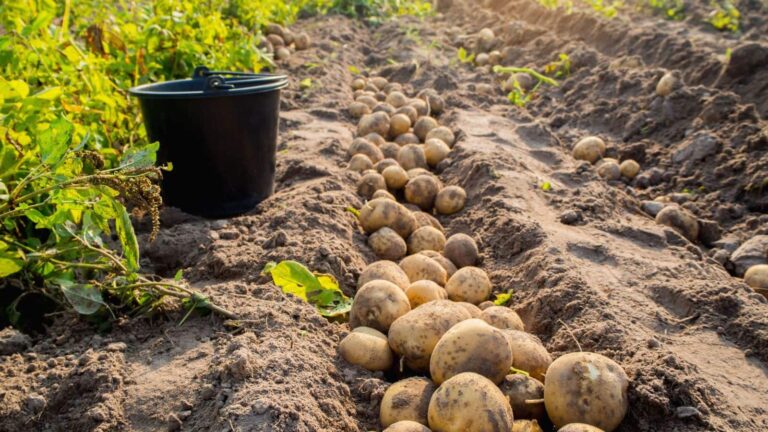Potato Farming Tips: बढ़ती ठंड ने बढ़ाया आलू के रोगों का खतरा, जानें किसानों के लिए आसान टिप्स