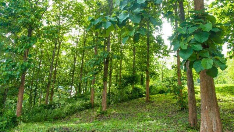 खेत की मेड़ पर लगाएं ये पेड़, तैयार होने पर देगा लाखों का रिटर्न