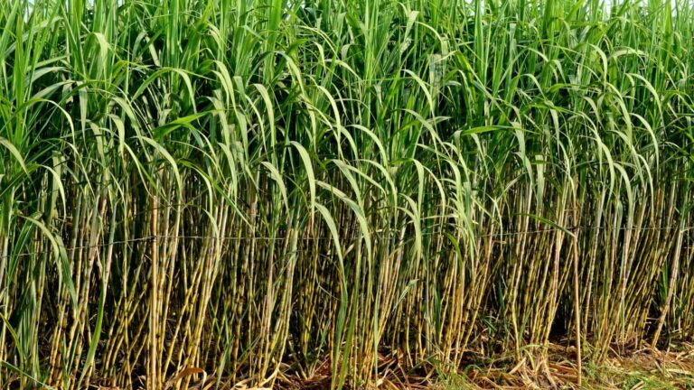 Sugarcane Farming Tips: गन्ना बीज की सही मात्रा जान लें किसान, तभी मिलेगी बंपर पैदावार