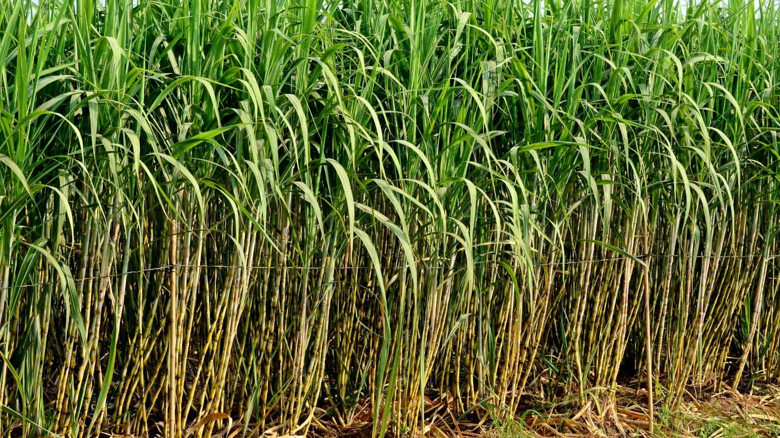 Sugarcane Farming Tips: गन्ना बीज की सही मात्रा जान लें किसान, तभी मिलेगी बंपर पैदावार