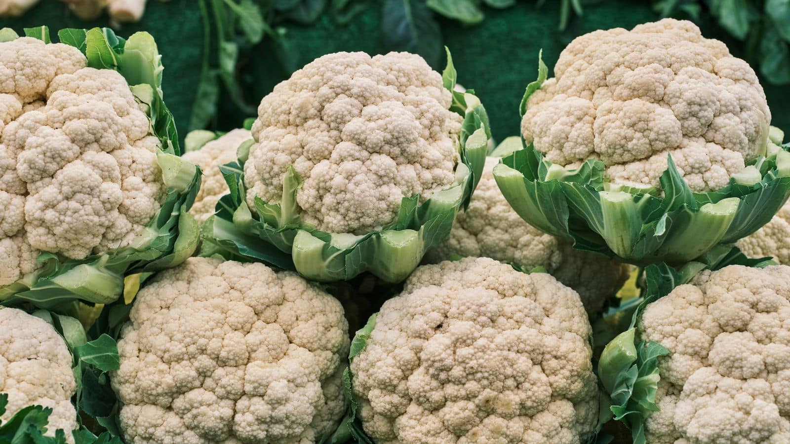 Tips and Trick: फंगस और काले धब्बों से बचाएं गोभी, अपनाएं ये घरेलू नुस्खे