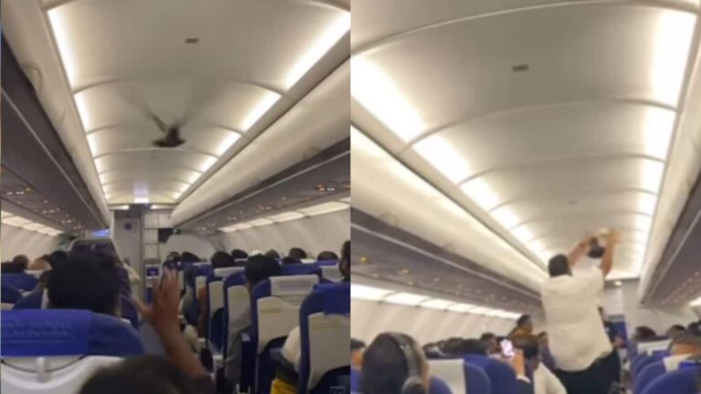 Viral Video: प्लेन के अंदर अचानक घुसा कबूतर, पकड़ने के लिए इधर-उधर भागे लोग, हैरान कर देगा वीडियो