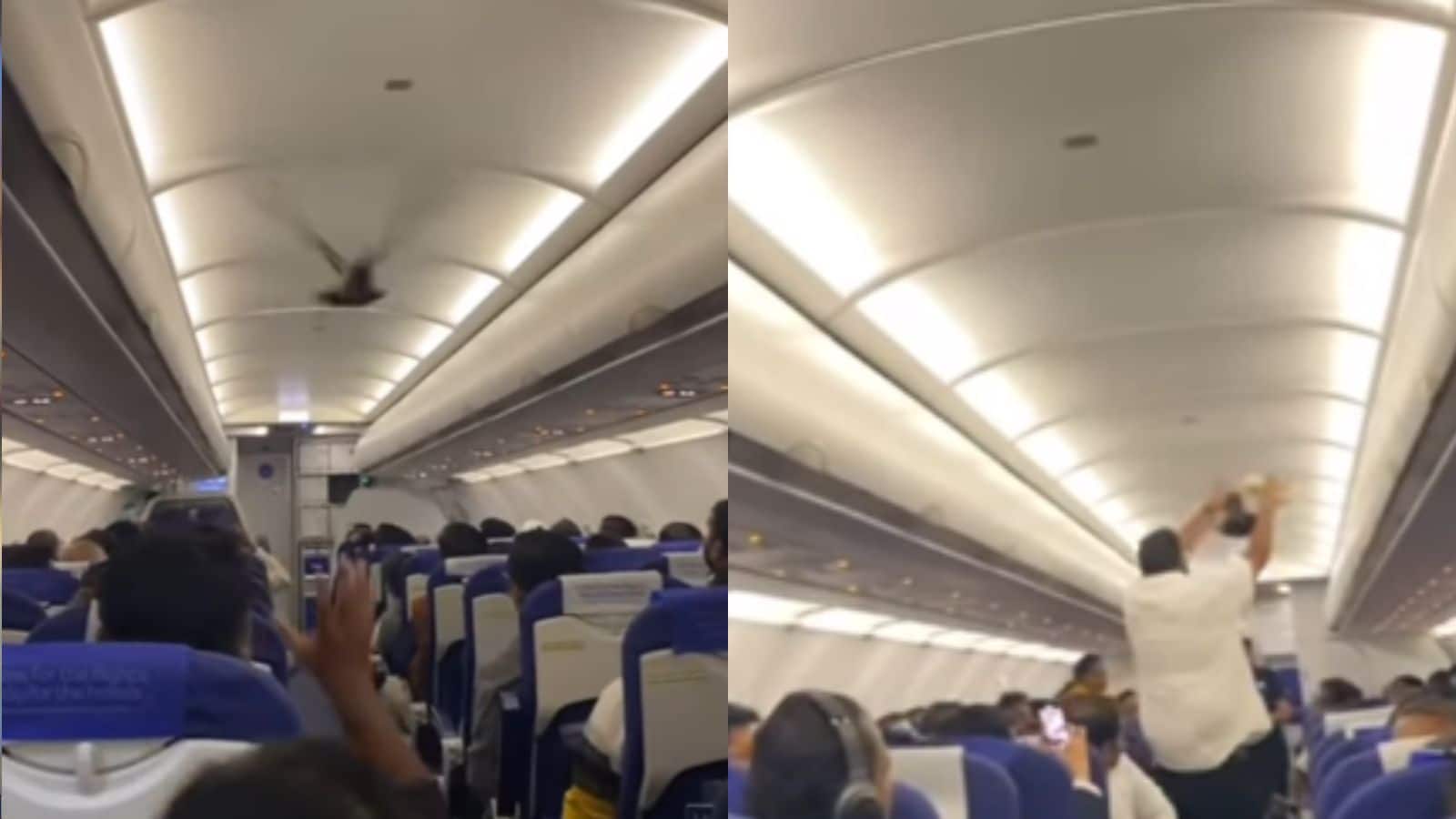 Viral Video: प्लेन के अंदर अचानक घुसा कबूतर, पकड़ने के लिए इधर-उधर भागे लोग, हैरान कर देगा वीडियो