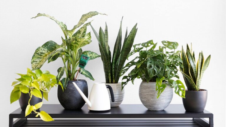 Winter plant care: मनी प्लांट और तुलसी सर्दियों में क्यों मुरझाने लगते हैं? वजह जानकर बदल देंगे आदत