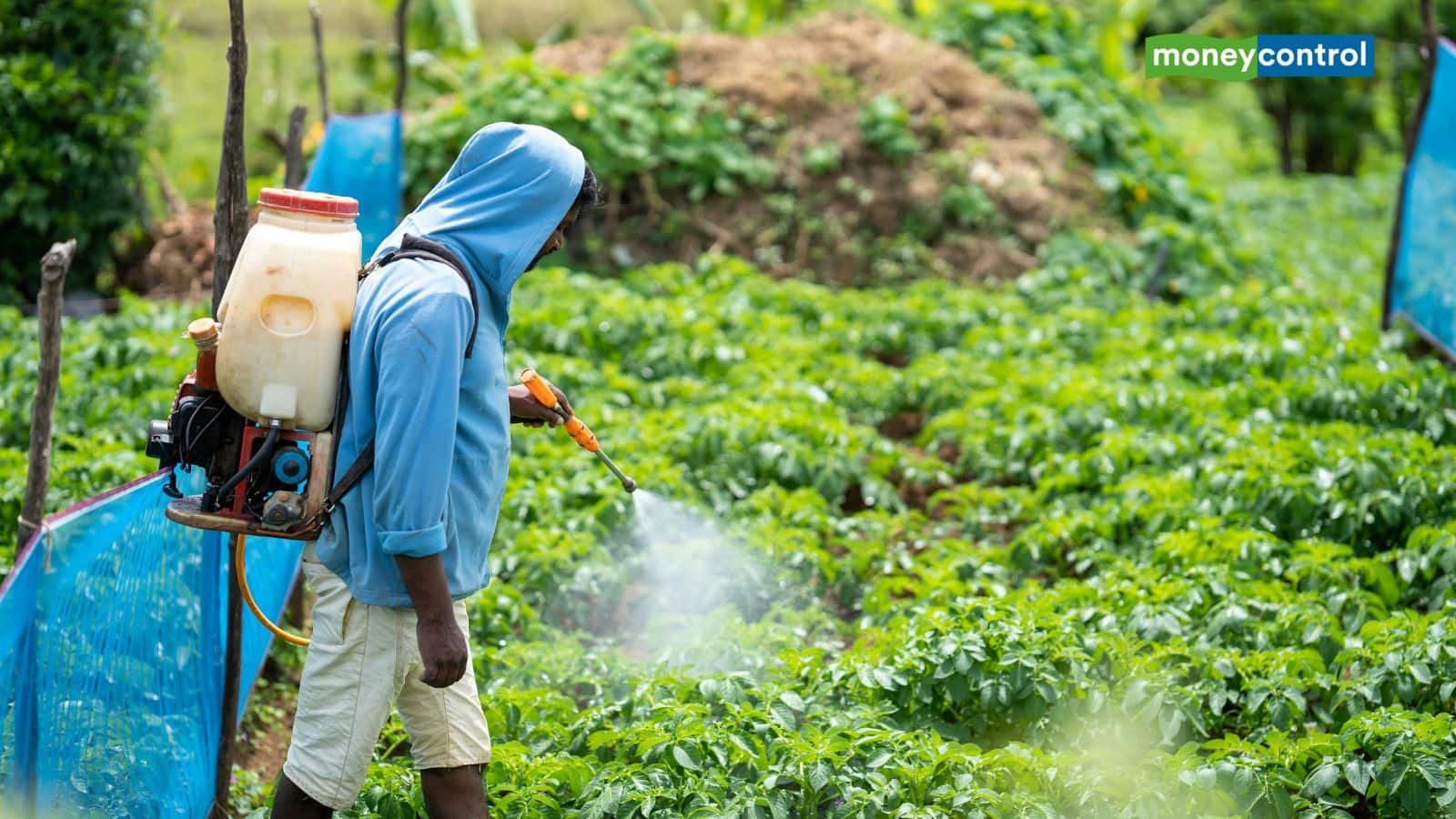 Agrochemical stocks: एग्रोकेमिकल सेक्टर के लिए कैसी रहेगी दूसरी छमाही, स्टॉक्स पर क्या होगा असर? जानिए एक्सपर्ट से